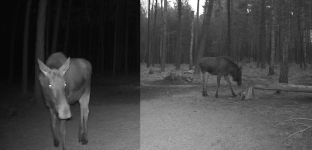 Niecodzienny gość w lesie powiatu oławskiego. Łoś uchwycony przez fotopułapkę