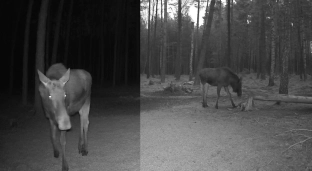 Niecodzienny gość w lesie powiatu oławskiego. Łoś uchwycony przez fotopułapkę