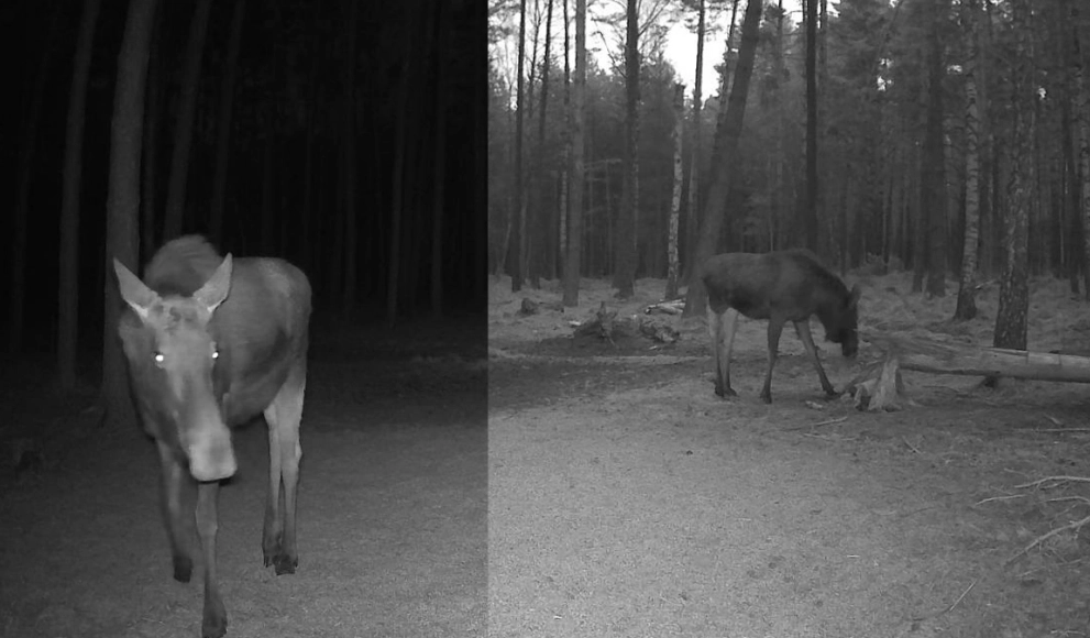 Niecodzienny gość w lesie powiatu oławskiego. Łoś uchwycony przez fotopułapkę