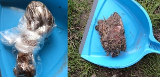 Mieszkanka ostrzega: ktoś podrzuca kawałki mięsa przez płot