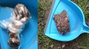 Mieszkanka ostrzega: ktoś podrzuca kawałki mięsa przez płot