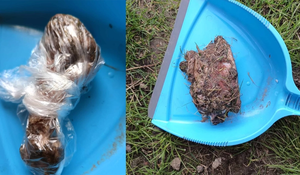 Mieszkanka ostrzega: ktoś podrzuca kawałki mięsa przez płot