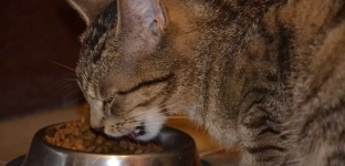 Mokra karma dla kota – dlaczego jest lepsza od suchej?