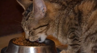 Mokra karma dla kota – dlaczego jest lepsza od suchej?