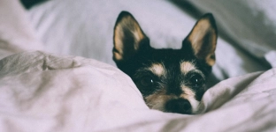 Przebarwienia na tapicerce w salonie - szybkie rozwiązania