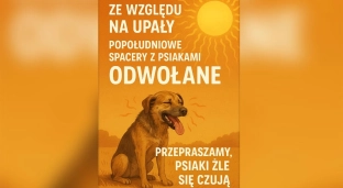 Popołudniowe spacery z psiakami zawieszone z powodu upałów