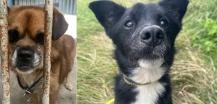 Batman i Romuś pilnie szukają nowych domów!