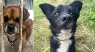 Batman i Romuś pilnie szukają nowych domów!