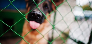 Bezdomne zwierzęta z Gminy Oława pod nową opieką. Gmina wyjaśnia powody zmian