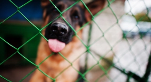 Bezdomne zwierzęta z Gminy Oława pod nową opieką. Gmina wyjaśnia powody zmian